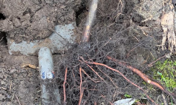 Bomen planten en afsluiting van 2025