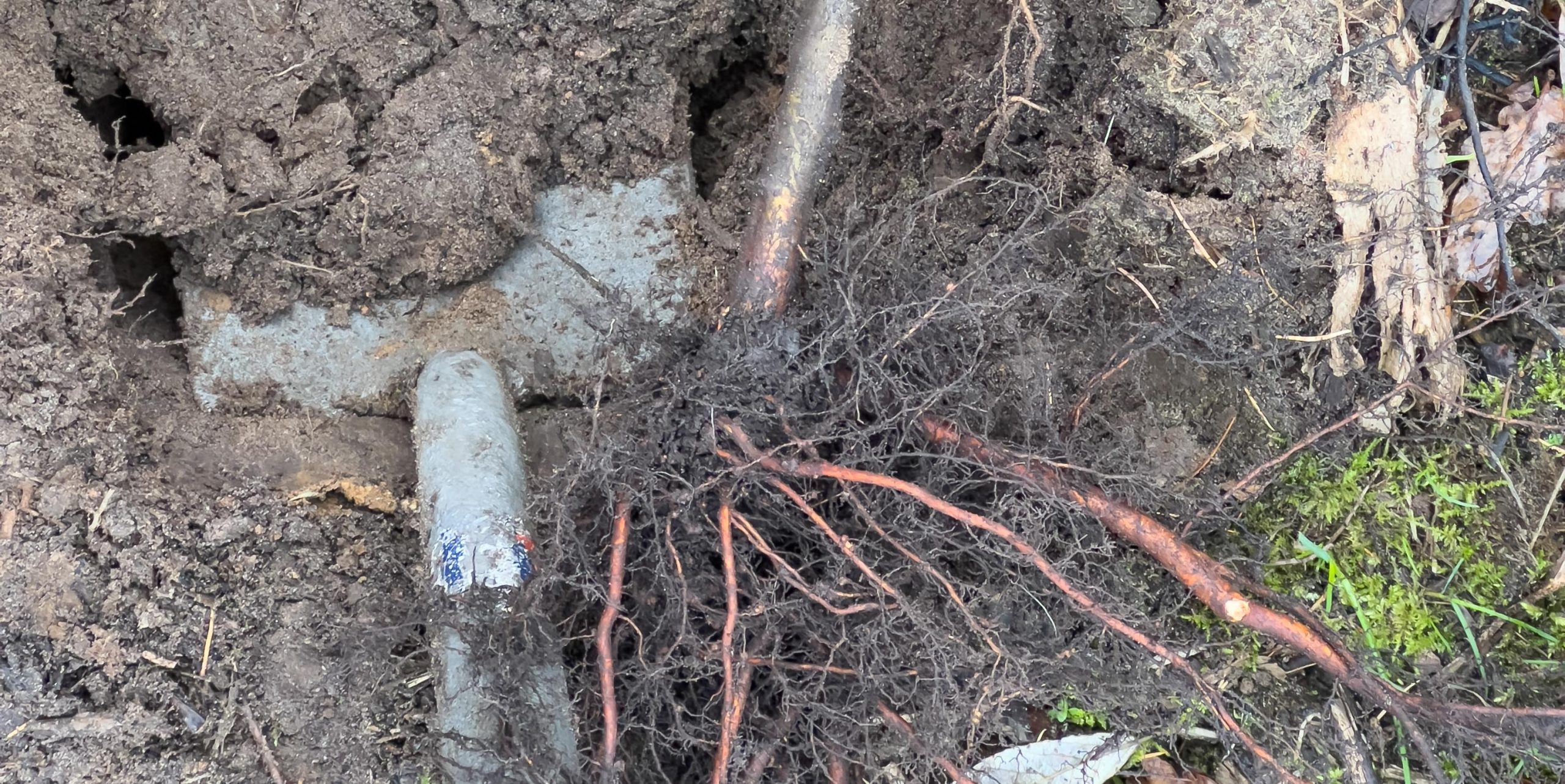 Bomen planten en afsluiting van 2025