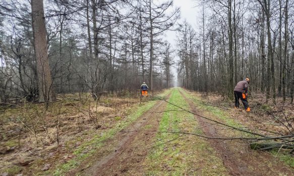Beheerspaden in het bos