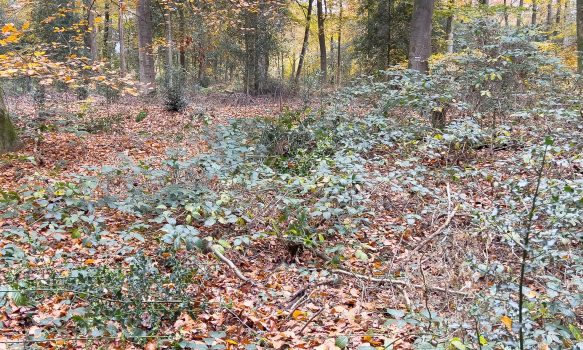 Hulst verwijderen in de Meene