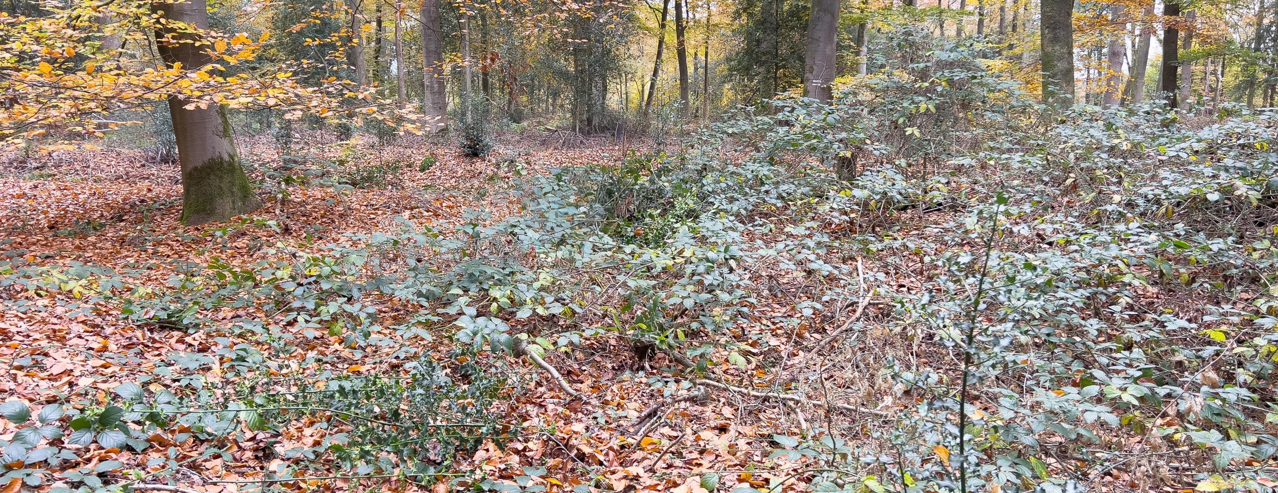 Hulst verwijderen in de Meene
