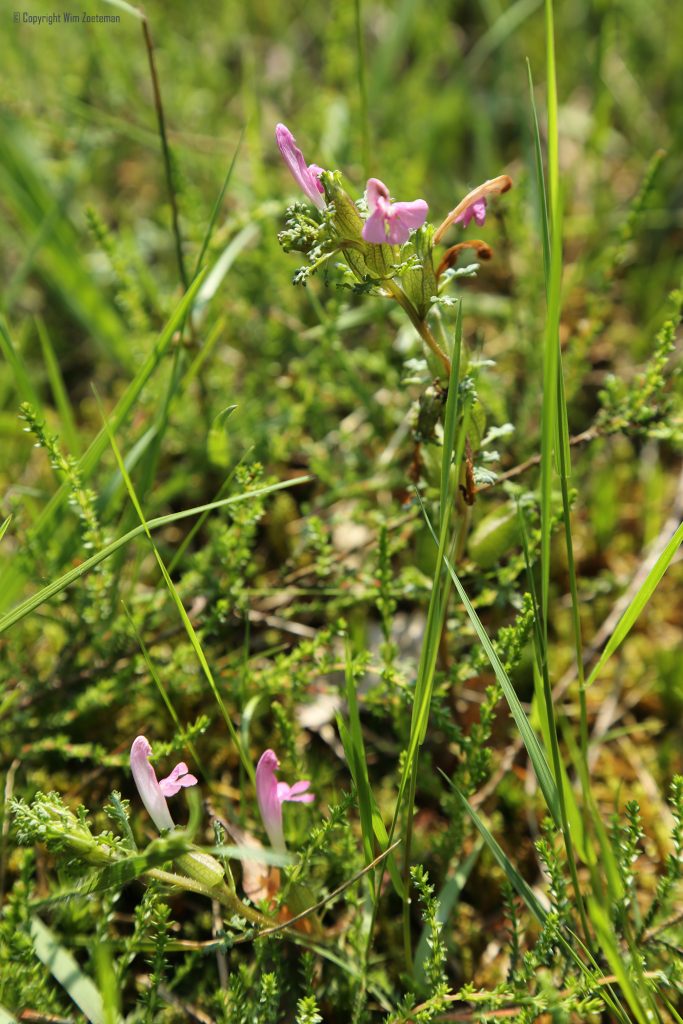 Heidekartelblad