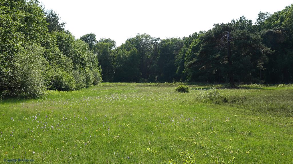 Blauwgrasland