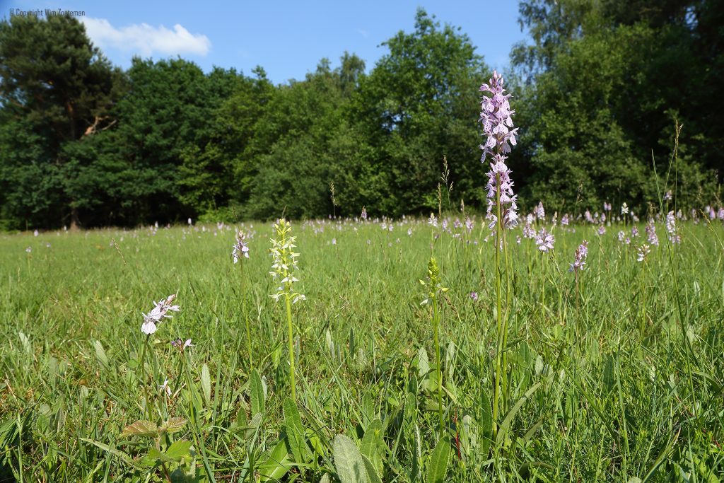 Orchideeënweide