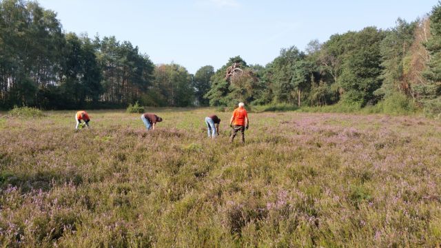 Vrijwilligers verwijderen handmatig ongewenste opslag