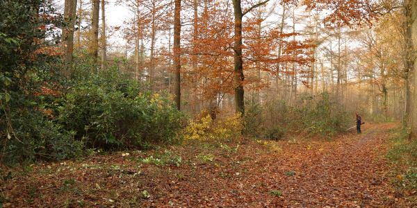 Rododendron vrijgemaakt en vanaf het wandelpad weer zichtbaar.