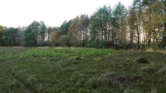 IMG_1434 vliegden rooien