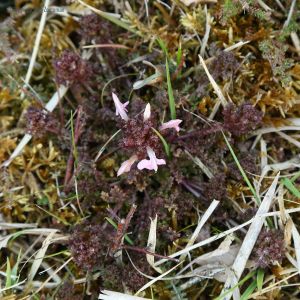 Heidekartelblad