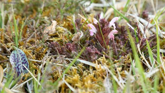 Heidekartelblad