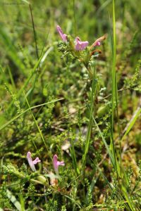Heidekartelblad