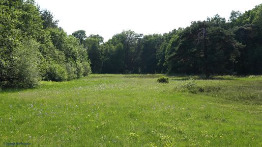 Een akkertje in het Achterhoekse coulisselandschap in Ruurlo.Op dit moment staat, onder andere, het heidekartelblad, spaanse ruiter, gevlekter orchis en welriekende nachtorchis in bloei. Blauwgrasland