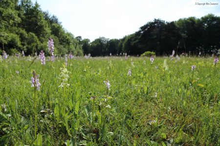 Een akkertje in het Achterhoekse coulisselandschap in Ruurlo.Gevlekte orchis en welriekende nachtorchis in bloei.Die laatste riekt overdag overigens ook niet bepaald onaangenaam. ;-) Welriekend
