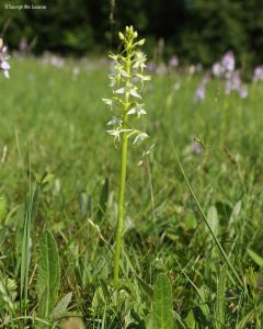 Welriekende Nachtorchis