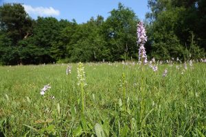 Orchideeënweide