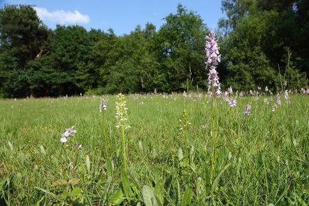 Blauwgrasland-akkertje in de Ruurlose Achterhoek.Die welriekende nachtorchis, die kleine wit / licht-groene, vind ikzelf het mooist. Orchideeënweide