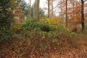 Rododendrons in de Meene, overwoekerd door Braam en Amerkikaanse Vogelkers.