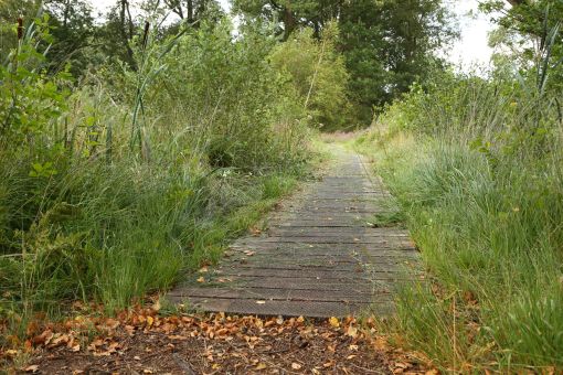 Het vlonderpad is weer zichtbaar