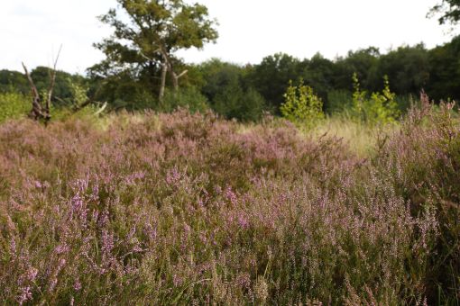 Augustus 2019. De heide langs de laarzenwandeling staat in bloei.