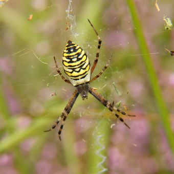 Wandel ik over het vlonderpad tussen de vennetjes in de Formerhoek, valt mijn oog ineens op 2 prachtige wespspinnen.
Dus de tussenringen gepakt, en languit op het vlonderpad liggen en macro schieten.
Uit de losse hand zonder flits, dus ja de kwaliteit kon beter.