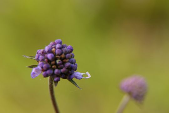 Blauwe knoop begint te bloeien