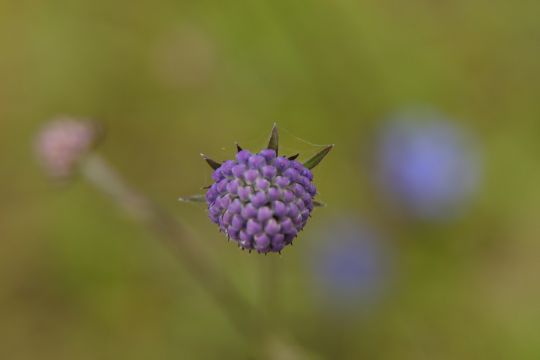 Blauwe knoop begint te bloeien