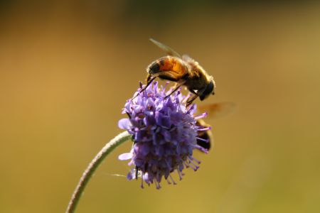 Zweefvliegen op blauwe knoop